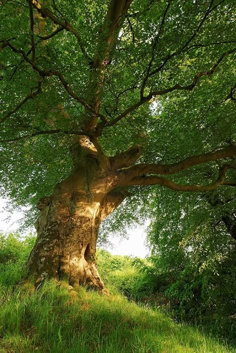 Evening Light, Image Nature, Old Tree, Old Trees, Tree Hugger, Nature Tree, Forest Park, Tree Forest, Beautiful Tree