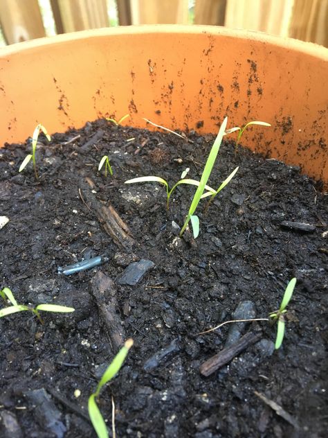 What are these growing in my Danver 126 pot? I see them growing in my green bean pot too. Vegetable Garden For Beginners, Bean Pot, Green Bean, Home Flowers, Gardening For Beginners, Garden Diy, Horticulture, Vegetable Garden, Green Beans