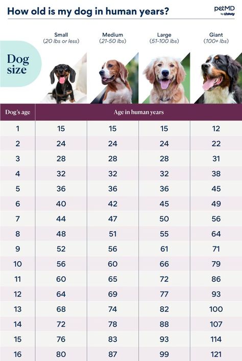 How Old Is My Dog? How to Determine a Dog's Age | PetMD Vet Design, Cat Allergies, Dog Ages, Periodontal Disease, Kitten Care, Dog Years, Pet Kitten, Animal Room, Dog Info