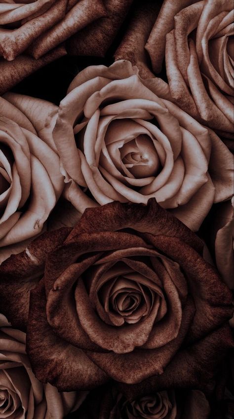 Brown Roses Aesthetic, Butterfly Screensaver, Pretty Brown Background, Brown Flowers Aesthetic, Brown Asthetics Photos, Brown Roses, Holiday Iphone Wallpaper, Rose Drawing Tattoo, Wallpaper Iphone Boho