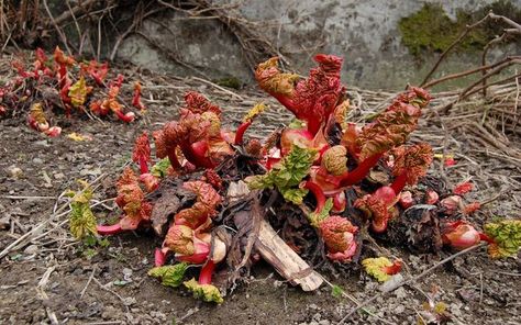 Winter Preparedness, Growing Winter Vegetables, Growing Rhubarb, Rhubarb Plants, Winter Veggies, Winter Vegetables Gardening, Winter Care, Straw Bale, Backyard Vegetable Gardens