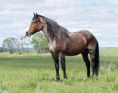 Nokota horse - North Dakota State Equine Nakota Horse, Nokota Horse, Curly Horse, Native American Horses, Akhal Teke Horses, Horse Coats, The Descendants, State Symbols, Horse Inspiration