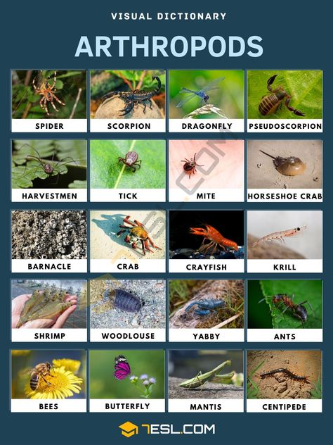 Extra Knowledge, Useful Facts, Animals Name In English, Animal Infographic, Read English, Ecology Design, English Skills, Visual Dictionary, Kingdom Animalia