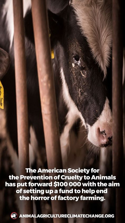 At any given moment, there are over 1.6 billion chickens, pigs, cows and other land animals being raised for food across the U.S. Most of these animals are living in crowded, brutally inhumane conditions on factory farms. 😢 The lack of transparency and accountability has allowed industrial animal agriculture to dominate our food system and block desperately needed reforms. You can read more about this and other articles relating to animal agriculture on our website. Hit the link above 😊 Land Animals, German Folk, Animal Agriculture, Factory Farming, Pig Farming, Food System, Horror Show, The Factory, Animal Rights