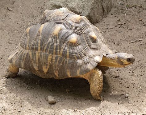 Radiated Tortoise, Mexican Wolf, Freshwater Turtles, World Turtle Day, Turtle Day, Bird Breeds, Turtle Habitat, Mountain Gorilla, Rare Animals