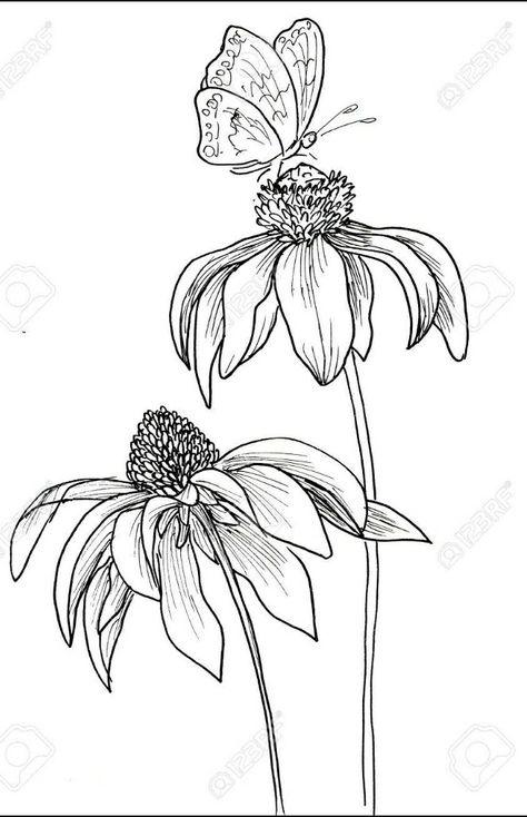 Flower Line Drawings, Flower Drawing Tutorials, Romantic Background, Flower Art Drawing, White Drawing, Flower Sketches, Floral Drawing, Watercolor Flower Art, Black And White Drawing