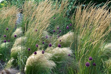 Allium Sphaerocephalon, Low Maintenance Garden Design, Low Maintenance Backyard, Mexican Feather Grass, Prairie Garden, Grasses Landscaping, Gravel Garden, Border Plants, Low Maintenance Landscaping