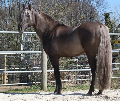 Silver Grulla Horse, Morgan Horse Colors, Morgan Horse Breed, Grullo Horse, Horses Beautiful, Horse Crazy Girl, Morgan Horses, Horse Coat Colors, Pony Breeds