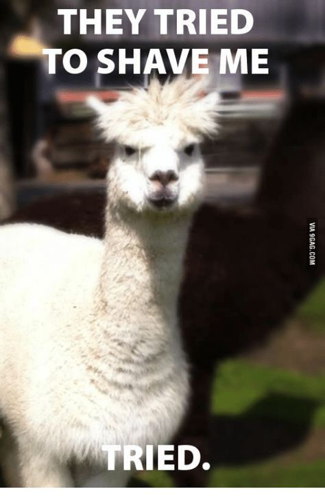 Llamas With Hats, Very Funny Pictures, Very Funny, Funny Laugh, Llama, Alpaca, Funny Pictures, Cute Animals, Memes