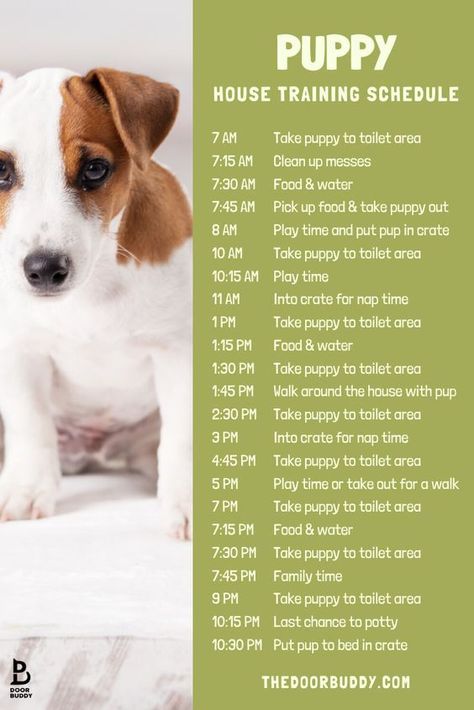 Our top dog training tips for a new puppy! Try these simple lessons to get your pup comfortable in their new home #dogs #dogtraining #dogtrainingtips #puppy Lou Dog, Puppy Schedule, Puppy Training Schedule, New Puppy Checklist, Puppy Time, Puppies Tips, Puppy House, Wild Kingdom, Bad Behavior