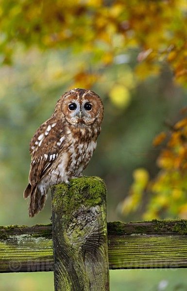 Owl Refrences, Sooty Owl, Owl Quilts, Tawny Owl, Owl Bags, Tawny Owl Photography, Barred Owl Photography, Owl Photography, Felt Owls