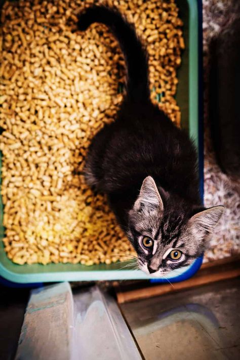 Yikes! Bugs in the litter box - what to do? - Litter Boxes Magazine Litter Box Smell, Bug Infestation, Rotten Fruit, Cat Information, Cat Pee, Bug Zapper, Indoor Pets, Fruit Flies, Healthy Pets