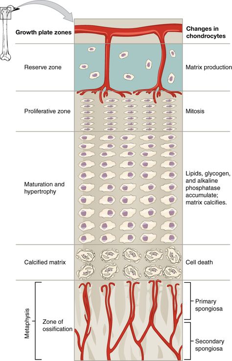 growth plate diagram Epiphyseal Plate, Skeleton System, Hyaline Cartilage, Bone Formation, Bone Diseases, Horse Therapy, Skeletal System, Human Body Parts, Fetal Development