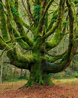 Lake Crescent, Weird Trees, Olympic National Park Washington, Olympic Park, Ancient Forest, Old Trees, Big Leaves, Unique Trees, Maple Tree