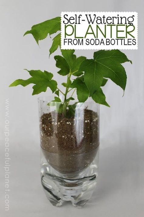 unique planters from soda bottles, container gardening, gardening, how to, repurposing upcycling Plastic Bottle Planter, Empty Plastic Bottles, Diy Plastic Bottle, نباتات منزلية, Bottle Garden, Unique Planter, Self Watering Planter, Plastic Bottle Crafts, Soda Bottles