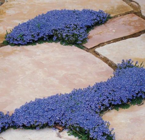 Plants that Tolerate Foot Traffic Speedwell Veronica, Rock Path, Garden Improvement, Evergreen Groundcover, Low Water Plants, Creeping Thyme, High Country Gardens, Drought Tolerant Perennials, Country Gardens