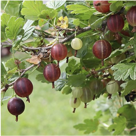 Washington Garden, How To Grow Gooseberries, Gooseberry Plant, Gooseberry Bush, Fantasy Food, Red Nature, Purple Fruit, Berry Plants, Berry Bushes