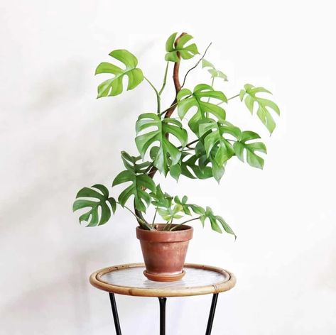 Mini Monstera, Rhaphidophora Tetrasperma, Plant Care Houseplant, Plants Are Friends, Plant Aesthetic, Monstera Plant, House Plants Decor, House Plants Indoor, Pretty Plants