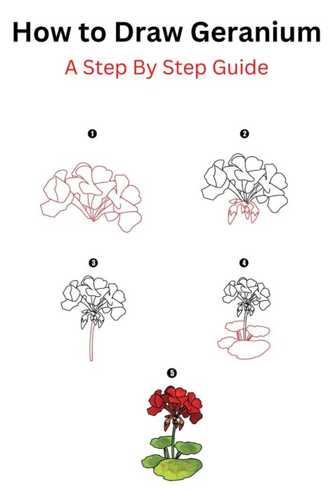 How to Draw Geranium How To Draw A Geranium, How To Draw Geraniums, Watercolor Geraniums Tutorial, Drawing Geraniums, Geraniums Drawing, Geranium Drawing, Geranium Illustration, Discreet Tattoos For Women, Geranium Tattoo