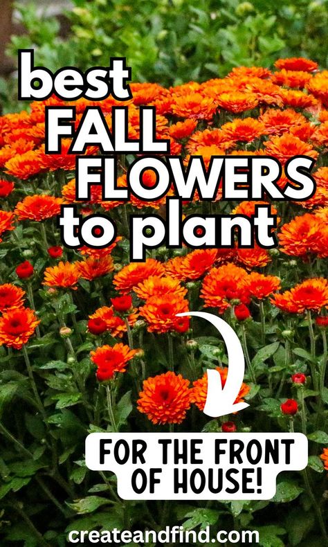 Fall flowers to plant in your fall garden. Fall Landscaping Ideas, Outdoor Fall Flowers, Front Landscaping Design, Fall Flowers To Plant, Fall Planting Perennials, Fall Lawn Maintenance, Fall Landscaping Front Yard, Autumn Flowering Plants, Fall Garden Ideas