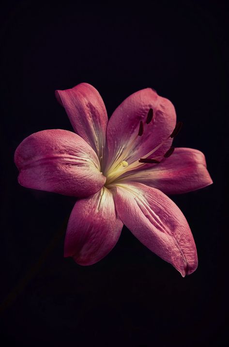 Pink Flower Wallpaper Black Background, Flower Profile Picture Instagram, Lotus Flower Black Background, Lilium Flower Aesthetic, Fine Art Flower Photography, Abstract Flower Photography, Flower Wallpaper For Ipad, Flowers Close Up, Single Flower Wallpaper