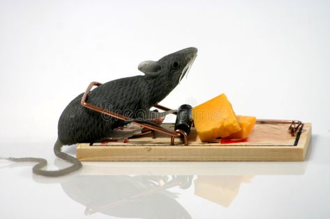 Rat in trap. Gray rubber rat caught in a mouse trap , #AFFILIATE, #Gray, #trap, #Rat, #rubber, #mouse #ad Rat Traps, Mouse Trap, Mouse Traps, Ice Queen, White Horse, A Mouse, Rats, Stock Images Free, Art Reference