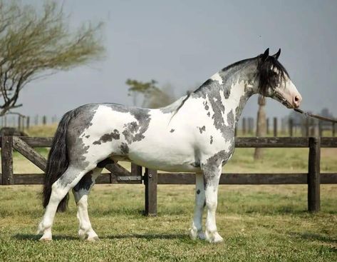 Overo Paint Horses, Grey Paint Horse, Buttermilk Buckskin Horse, Galineers Cob Horse, Unique Horse Coats, Black And White Paint Horse, Overo Horse, Criollo Horse, Rare Horse Colors