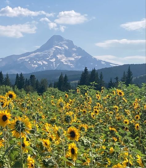 Field With Mountains, Scenic Pictures, Mountain Valley, Sunflower Field, Sunflower Painting, Sunflower Fields, Beautiful Scenery, Art Block, Mountain Landscape