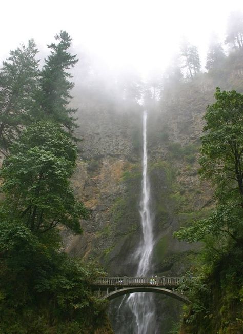 Twilight Film Locations Forks Washington Twilight, Forks Twilight, Dark Naturalism, Dark Forest Aesthetic, Twilight Film, Small Town America, Movie Locations, Film Locations, Twilight Fans