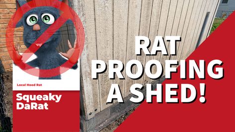 Rats and other animals love to live in a nice dry place and will often seek refuge under your shed or deck.  We get into “How to Rat Proof a Shed” in this quick video along with instructions below!

In this video, we show you what we did to keep rats out from under the deck and the final result. Small Rat, Tin Shed, Door Protection, Shed Base, Animals Love, Barns Sheds, Shed Roof, Metal Shed, Electric Fence