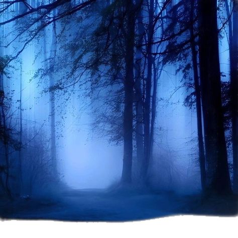 Blue Hour Forest, Blue Hour Photography, 숲 사진, Halloween Wallpaper Iphone Backgrounds, Blue Aesthetic Dark, Chaotic Academia, Everything Is Blue, Foggy Forest, Night Forest