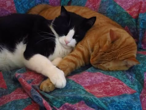 Orange Cat And Tuxedo Cat, Tuxedo Cat And Orange Cat, Kitties In Love, Tuxedo Kitten, Faye Webster, Cat Orange, Cats In Love, Me And My Bf, Cat Couple