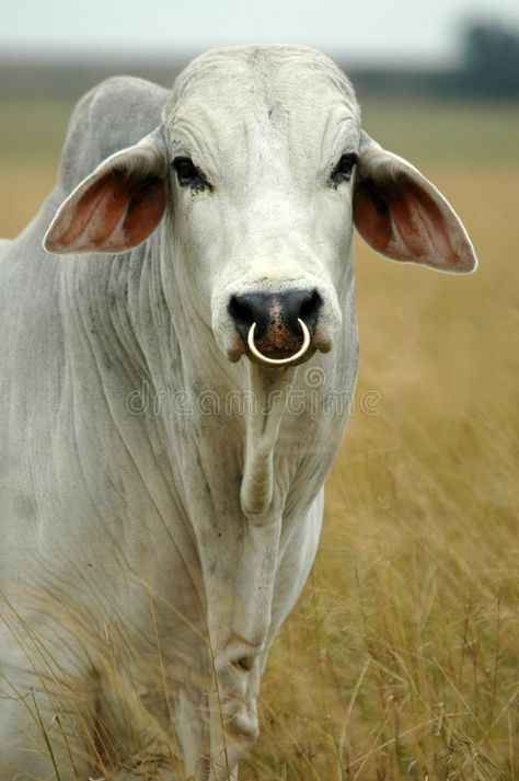 Brahman bull. White brahman bull , #Sponsored, #bull, #Brahman, #brahman, #White #ad Brahman Bull, Bull Photo, Bull Pictures, Bull Images, Heifer Cow, Bull Ring, Cow Photos, Blue Heeler Dogs, Bull Cow