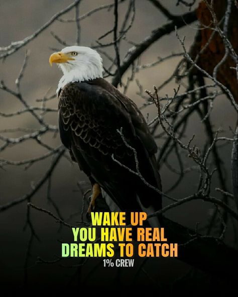 Eagle Mentality, Bramha Ji, Eagle Quotes, Motivational Pic, Eagles Quotes, Attitude Quotes In English, Life Quotes Relationships, Inspirational Quotes Background, Lion Quotes