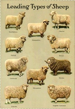 Blessings To Your Day! Baa Baa Black Sheep, Counting Sheep, Sheep Breeds, Sheep Art, Sheep Farm, Sheep And Lamb, Sheep Wool, Farm Life, Animal Kingdom