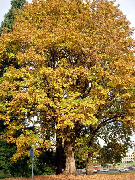 big leaf maple Field Maple Tree, Big Leaf Maple Tree, Sunset Maple Tree, Huge Oak Tree, Trees With Yellow Fall Leaves, Maple Trees, Big Leaves, Maple Tree, Tree Hugger