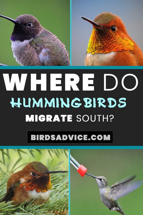 Get the best idea about hummingbirds migrate south! We will discuss all of these queries related to hummingbirds migration to the south in this article. Hop onto our boat, and we'll take you there. We also cover when do hummingbirds migrate, hummingbirds migrate and many more! #birds #hummingbirdsmigrate #hummingbird Farmington New Mexico, Hummingbird Migration, Brookings Oregon, Hummingbird House, Texas Panhandle, Attract Hummingbirds, Bird Migration, Hummingbird Garden, Humming Bird