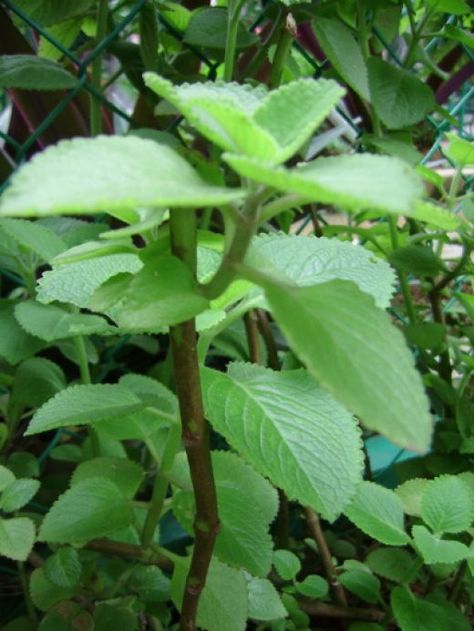 Indian Borage -- Effective Cough Remedy from your herb garden Natural Remedies For Cough, Cuban Oregano, Natural Medicine Recipes, Remedies For Cough, Natural Add Remedies, Oregano Oil Benefits, Oregano Plant, Holistic Home, Eye Sight