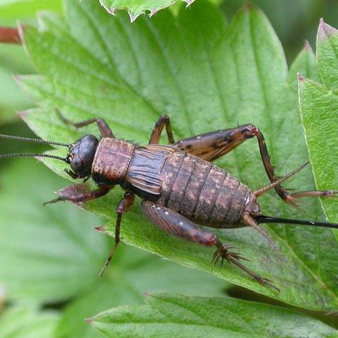 The Wood Cricket | De Boskrekel British Insects, Cricket Bug, Cricket Insect, Animal Reference, Arthropods, Arachnids, Zoology, Wild Life, Beetles