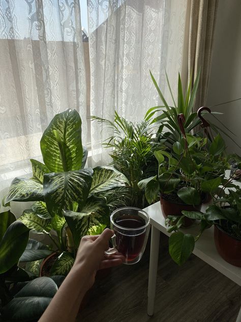 Indoor Plants Aesthetic, Plant Mom Aesthetic, Chill Aesthetic, To Be Understood, Plant Decor Indoor, Hello You, Plant Aesthetic, House Plants Decor, Cactus Y Suculentas