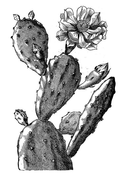 Desert Tattoo, Engraved Illustration, Cactus Vector, Cactus Tattoo, Cactus Drawing, Cactus Illustration, Engraving Illustration, Plant Drawing, Prickly Pear