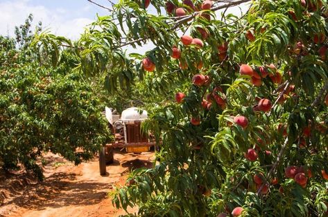 Growing Lillies, Peach Festival, Colorful Baskets, Fredericksburg Texas, Farm Market, Fruit Stands, Bring Them Home, Summer Romance, Peach Trees