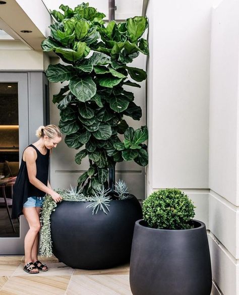 A fiddle leaf fig tree grows happily in a sheltered spot outdoors in a large planter from @thebalconygarden. Photograph via @harrisonlandscaping. Interior Boho, Black Planters, Potted Plants Outdoor, Front Yard Design, Fiddle Leaf Fig Tree, Best Indoor Plants, Fiddle Leaf, House Plants Decor, Fiddle Leaf Fig