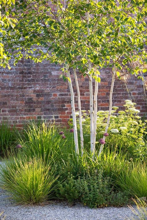 Suffolk Walled Garden | a naturalistic walled garden in East Suffolk Multi Stem Birch, Betula Jacquemontii Multi Stem, Front Garden Trees, Multi Stem Trees, Pathways Drawing, Small Walled Garden, Scandinavian Garden Design, Betula Jacquemontii, Birch Tree Garden