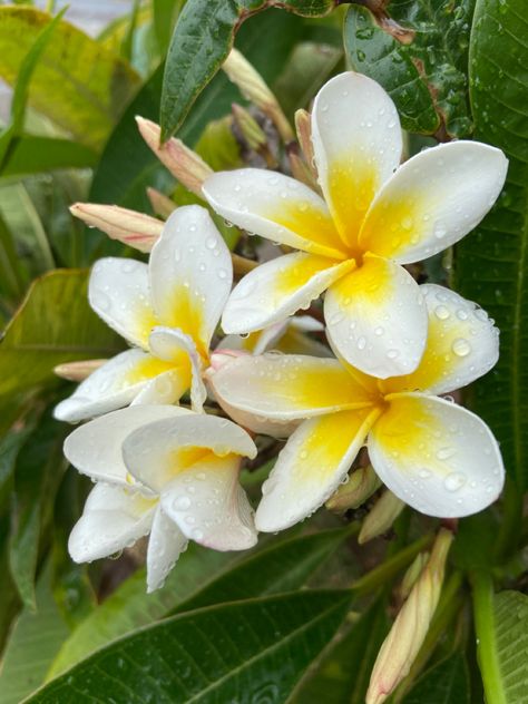 Plumeria Alba, Plants