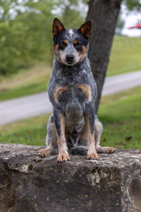 Fb Pic, Australian Cattle Dog Puppy, Heeler Dogs, Austrailian Cattle Dog, Blue Heeler Dogs, Cattle Dogs, Australian Cattle Dogs, Hypoallergenic Dogs, Reference Pics