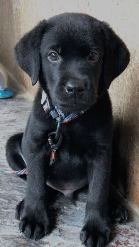 #labrador  #puppy #black #blacklab Labrador Nero, Puppy Black, Black Labrador Dog, Black Labrador Retriever, Adorable Puppy, Labrador Puppy, Labrador Dog, Black Labrador, Black Lab