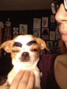 Dog With Eyebrows, Silly Animal Pictures, Goofy Dog, Very Cute Dogs, Funny Animal Photos, Funny Dog Pictures, Silly Dogs, 웃긴 사진, Cute Funny Dogs