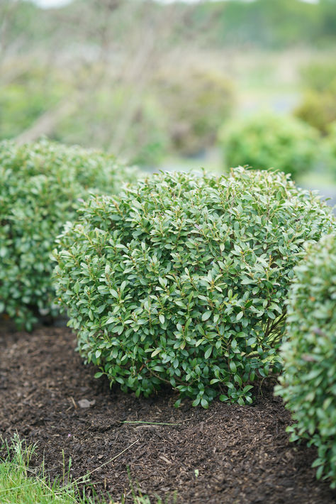 Tired of dealing with diseases affecting your boxwood? Explore the range of disease-resistant options from Proven Winners ColorChoice. Browse over 15 alternatives and find a retailer! Inkberry Holly, Ornamental Shrubs, Holly Shrub, Holly Plant, Evergreen Bush, Holly Bush, Box Wood Shrub, Stone Walkway, Front Yards