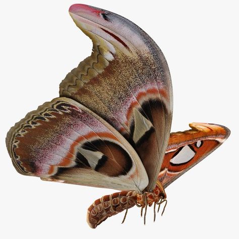 Atlas Moth Flying Pose 3D Model #AD ,#Moth#Atlas#Flying#Model Attacus Atlas, Moth Fly, Cute Moth, Foto Macro, Atlas Moth, Icon Design Inspiration, Butterfly Species, Batik Art, Max On